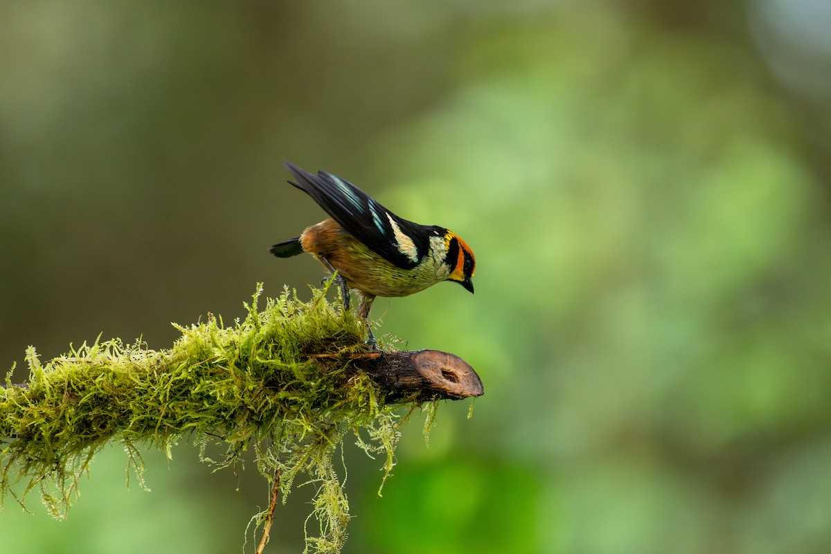 Flame-faced Tanager - ML643502150