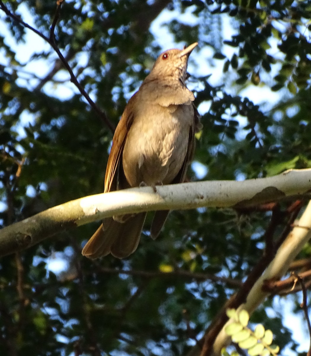 Pale-breasted Thrush - ML643502153