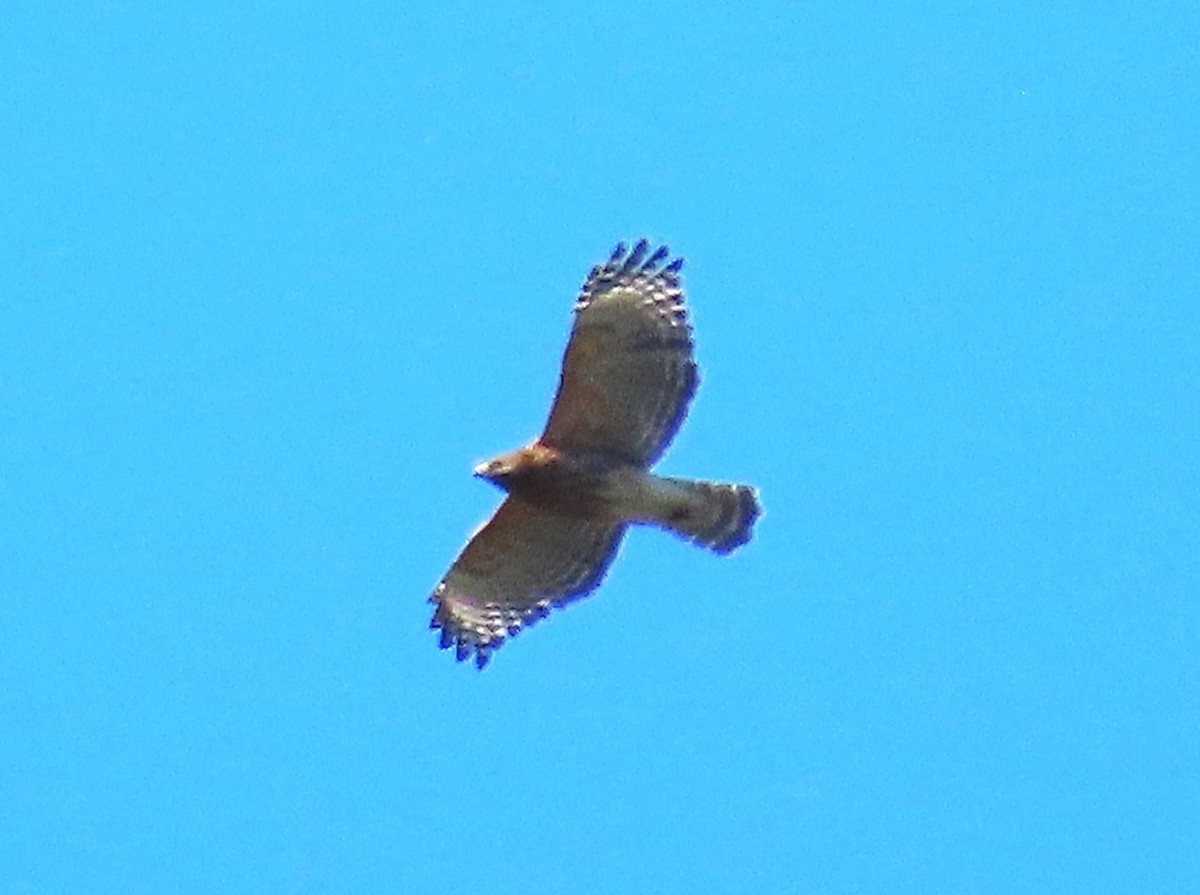 Red-shouldered Hawk - ML643502157