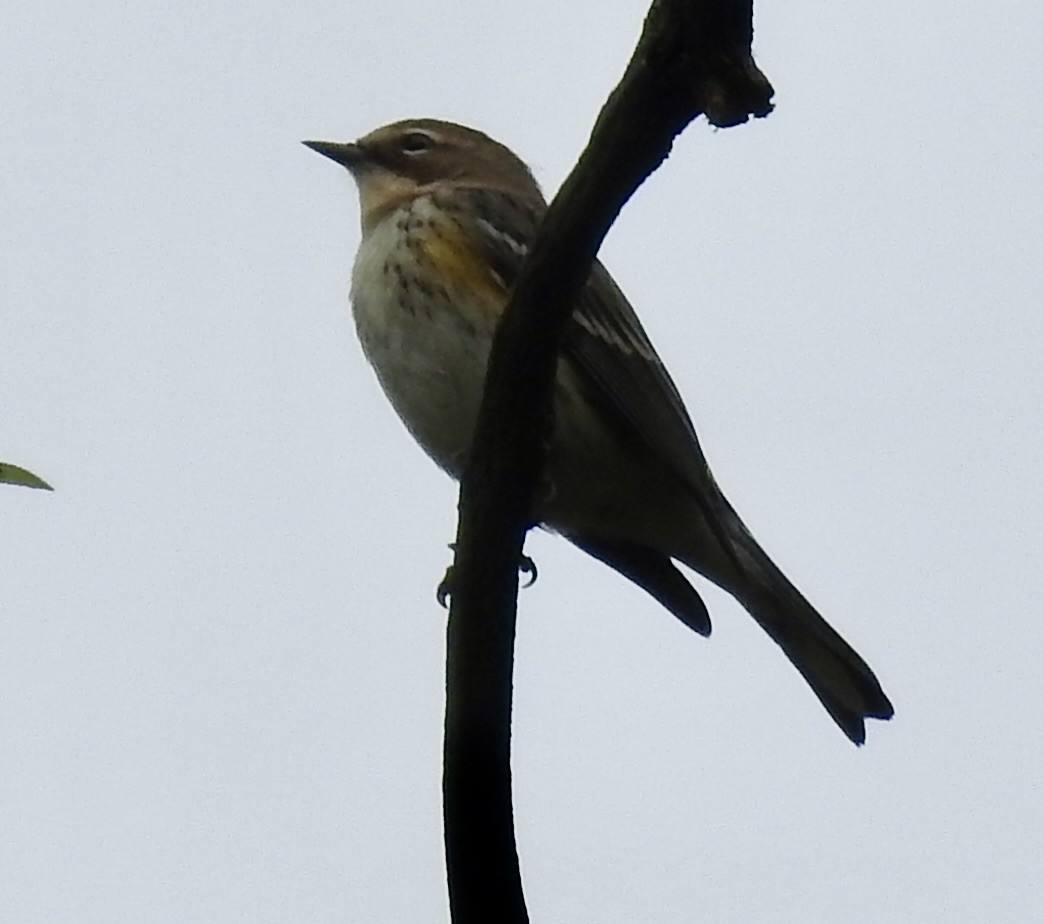 Yellow-rumped Warbler - ML643502158