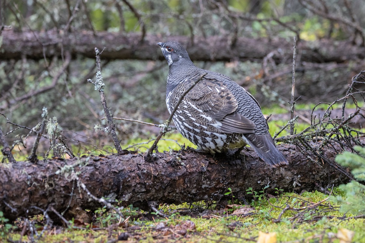 Spruce Grouse - ML643502195