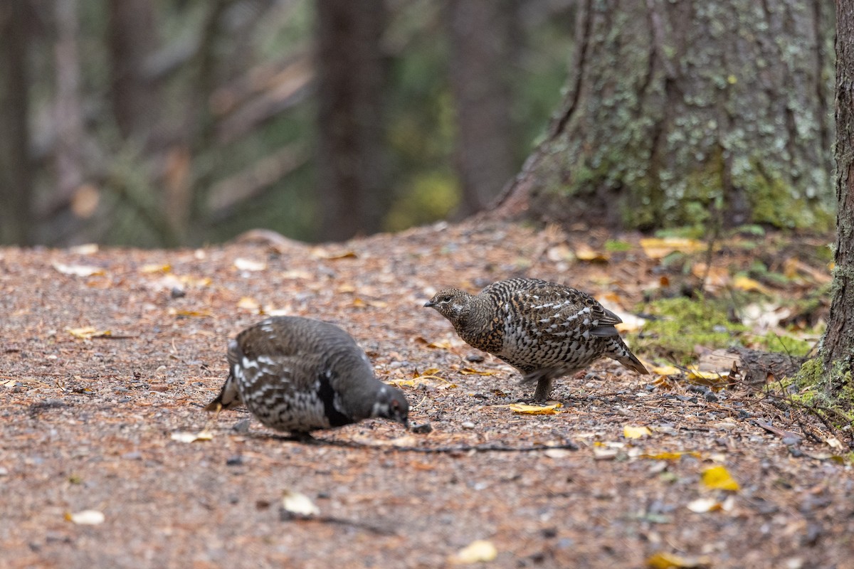 Spruce Grouse - ML643502196