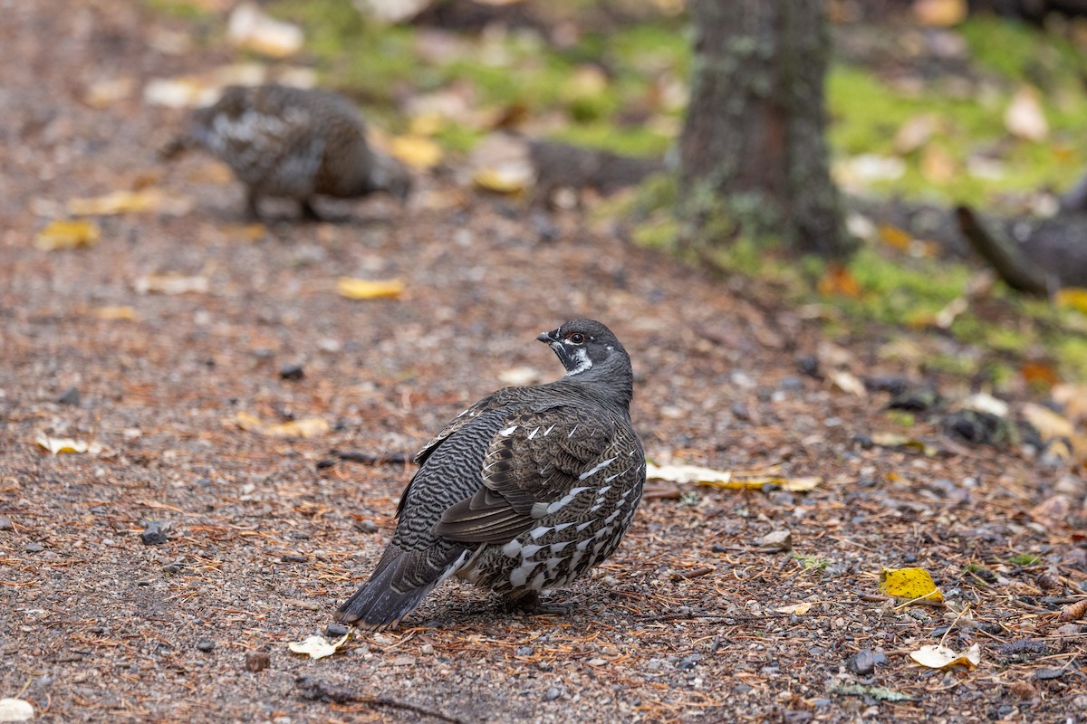 Spruce Grouse - ML643502197