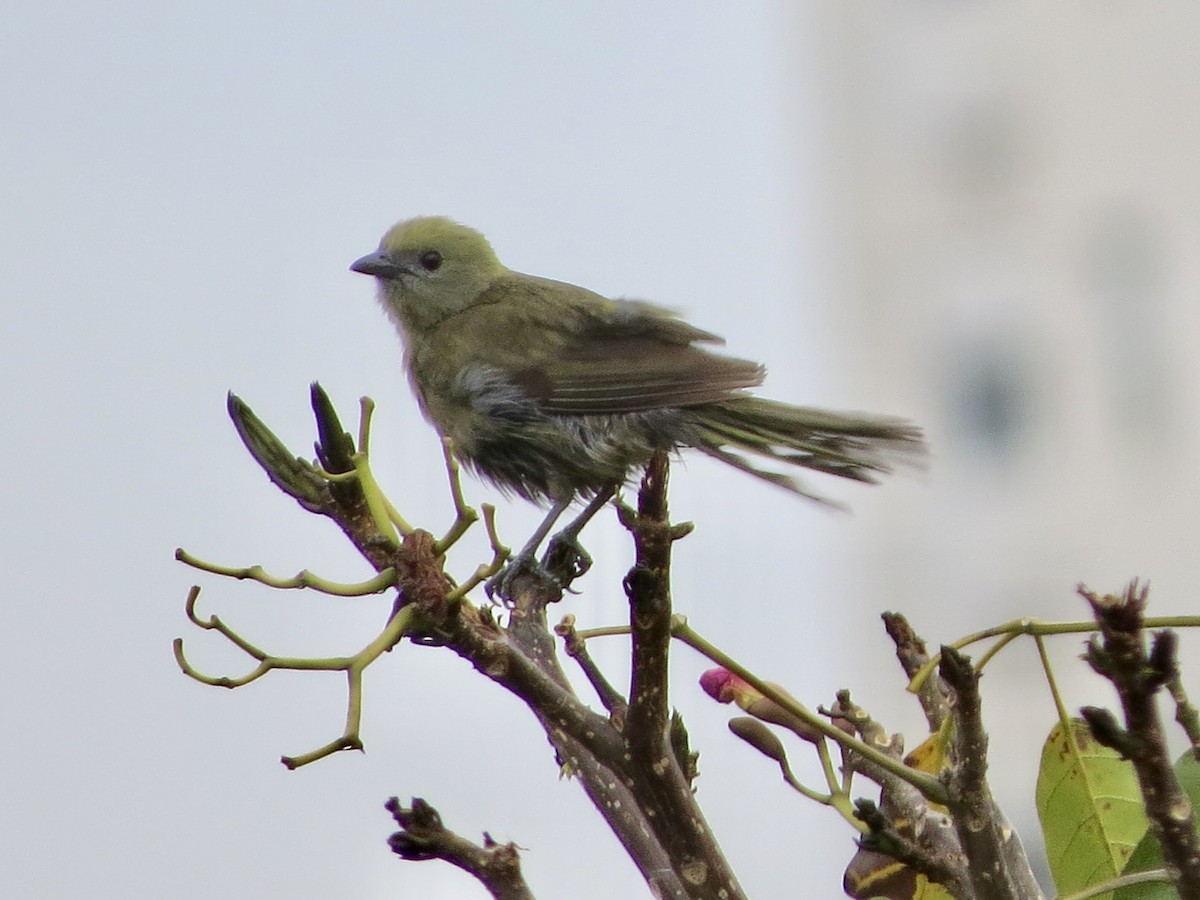 Palm Tanager - ML643502214