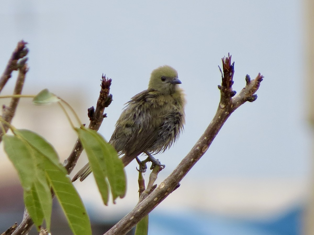 Palm Tanager - ML643502215
