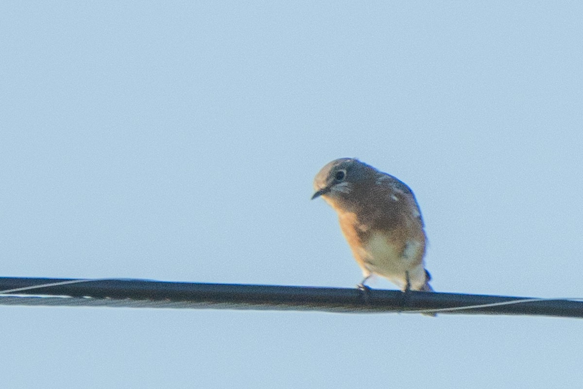 Eastern Bluebird - ML643502229