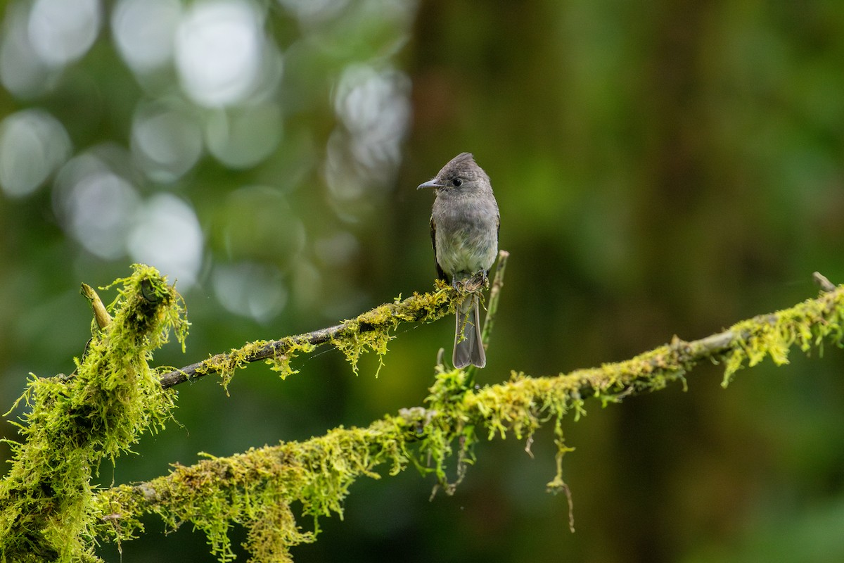 Smoke-colored Pewee - ML643502230