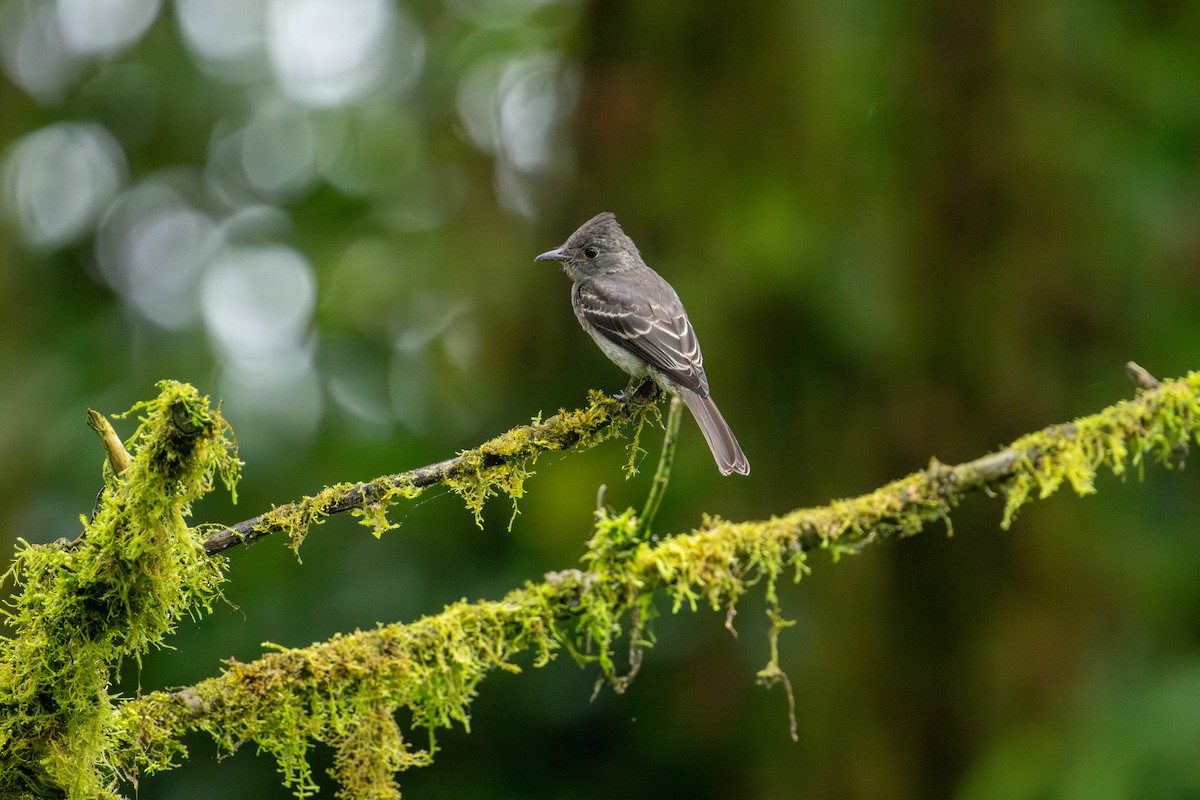Smoke-colored Pewee - ML643502231