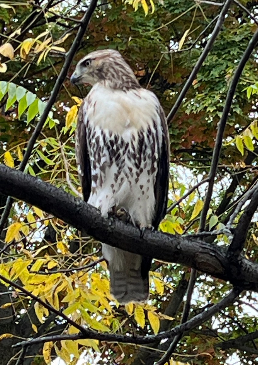 Red-tailed Hawk - ML643502233