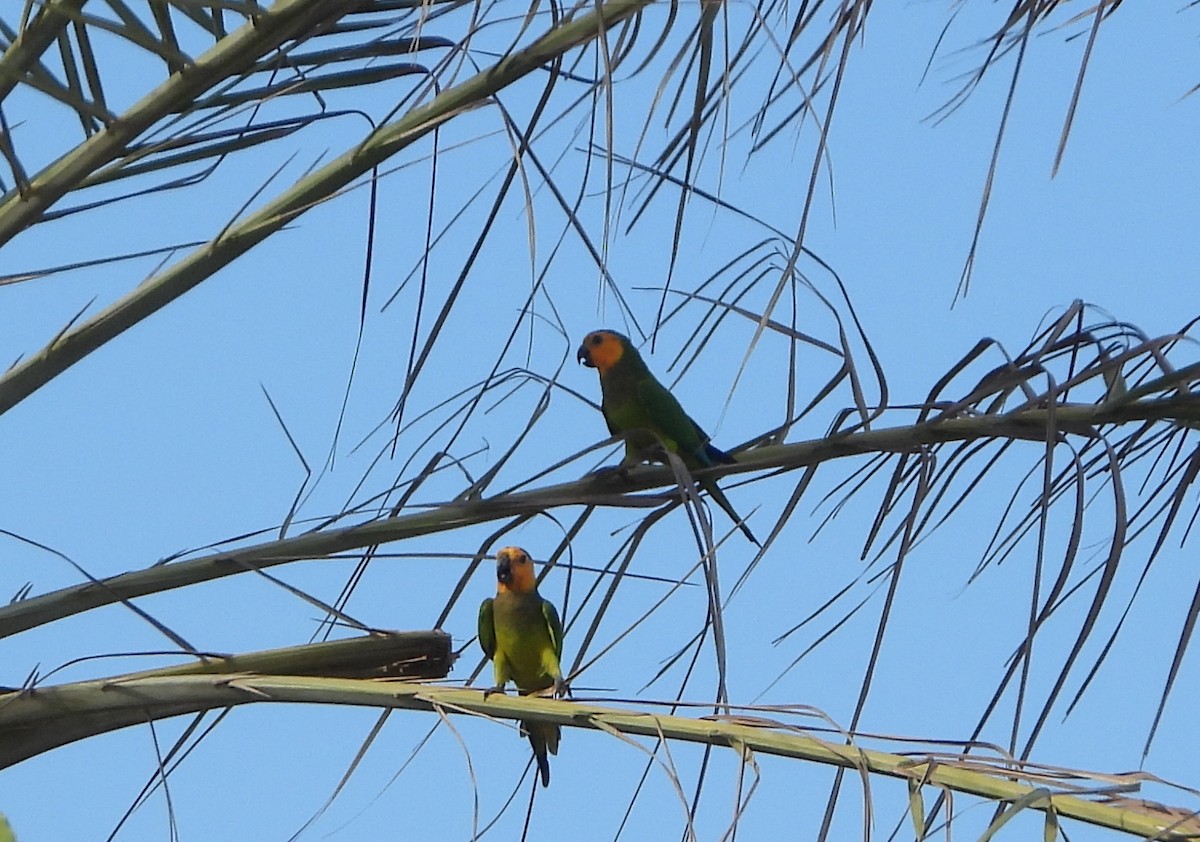 Brown-throated Parakeet - ML643502234