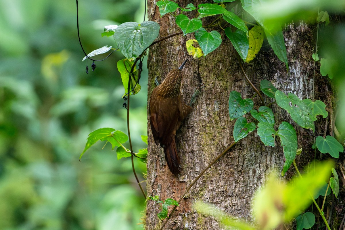 Montane Woodcreeper - ML643502237