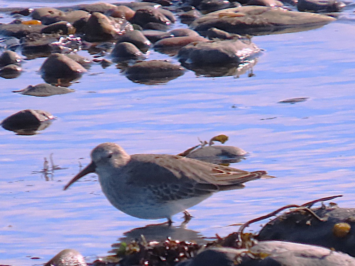White-rumped Sandpiper - ML643502256