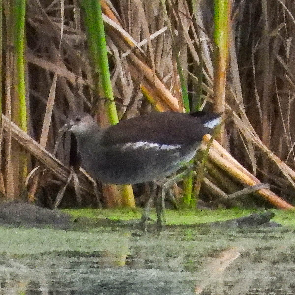 Common Gallinule - ML643502259