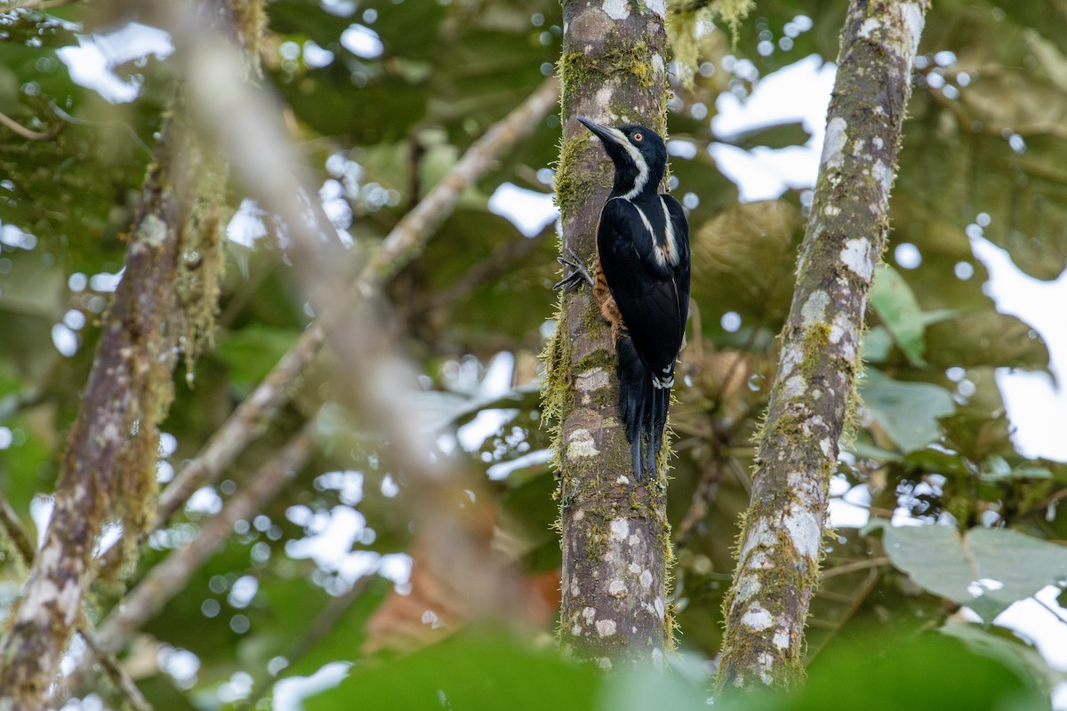 Powerful Woodpecker - ML643502261