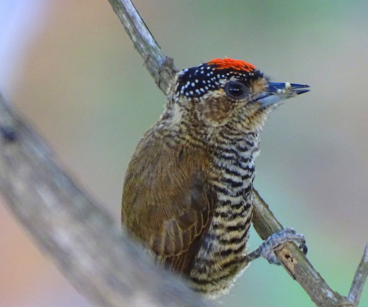 Carpinterito Variable - ML643502268