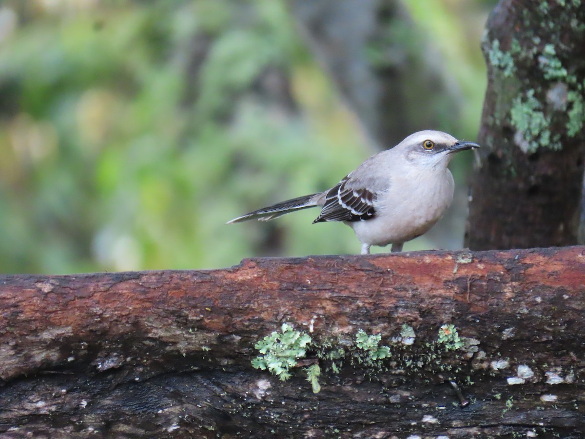 Tropical Mockingbird - ML643502283