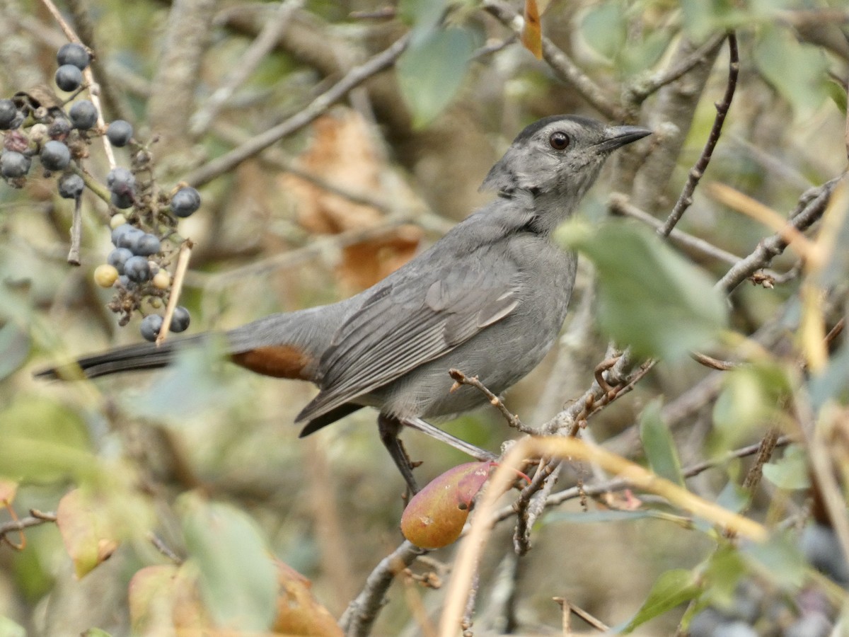 kattespottefugl - ML643502284