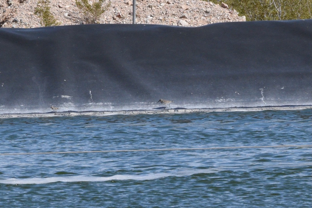 Dunlin - ML643502300