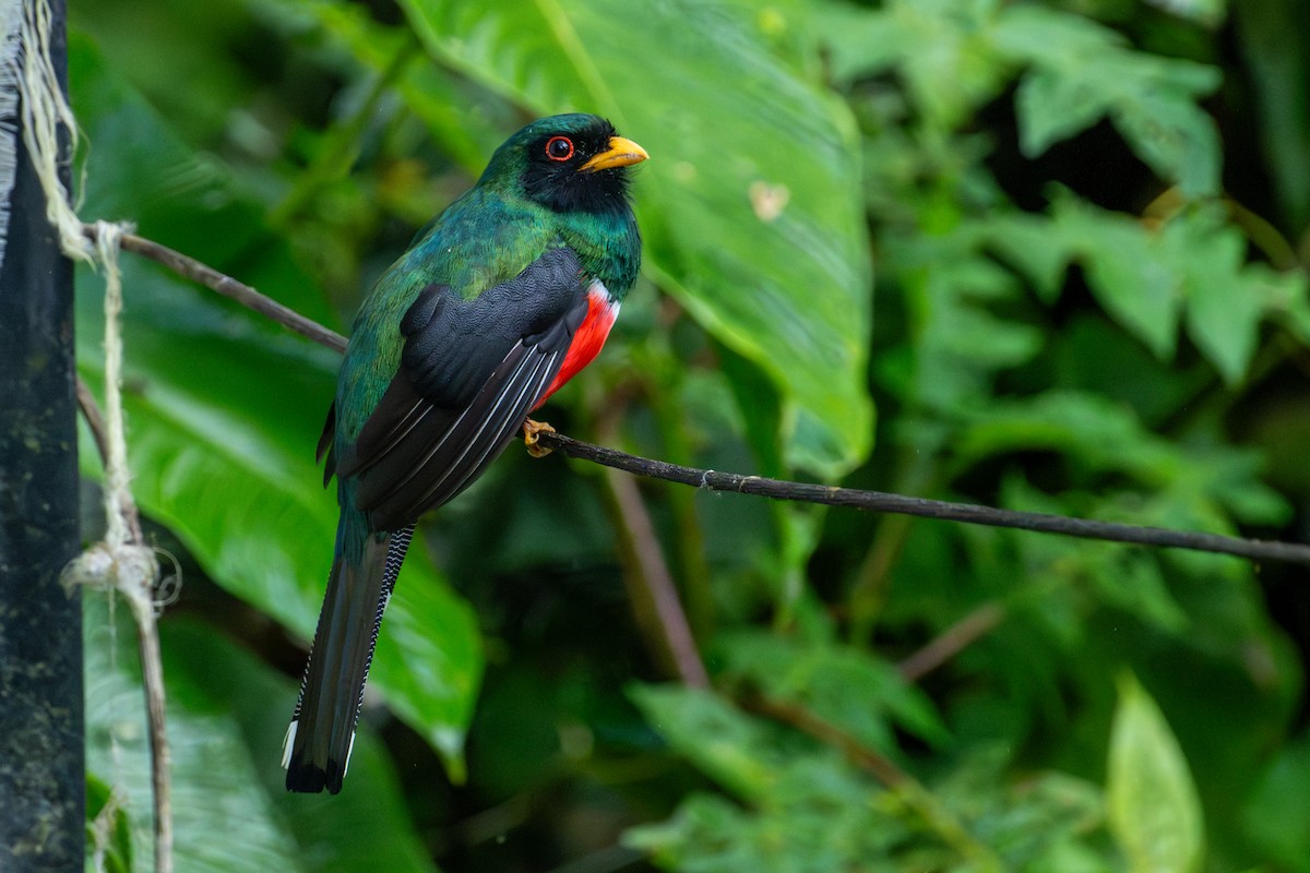 trogon škraboškový - ML643502301