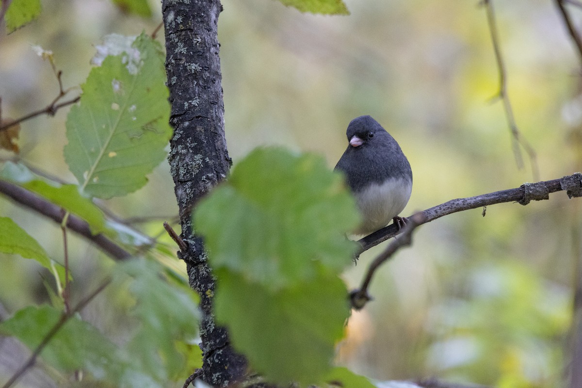Dark-eyed Junco (Slate-colored) - ML643502303