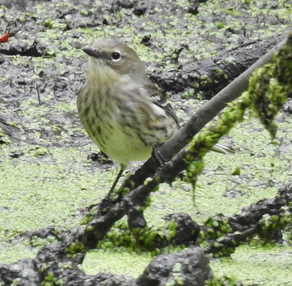 Yellow-rumped Warbler - ML643502304