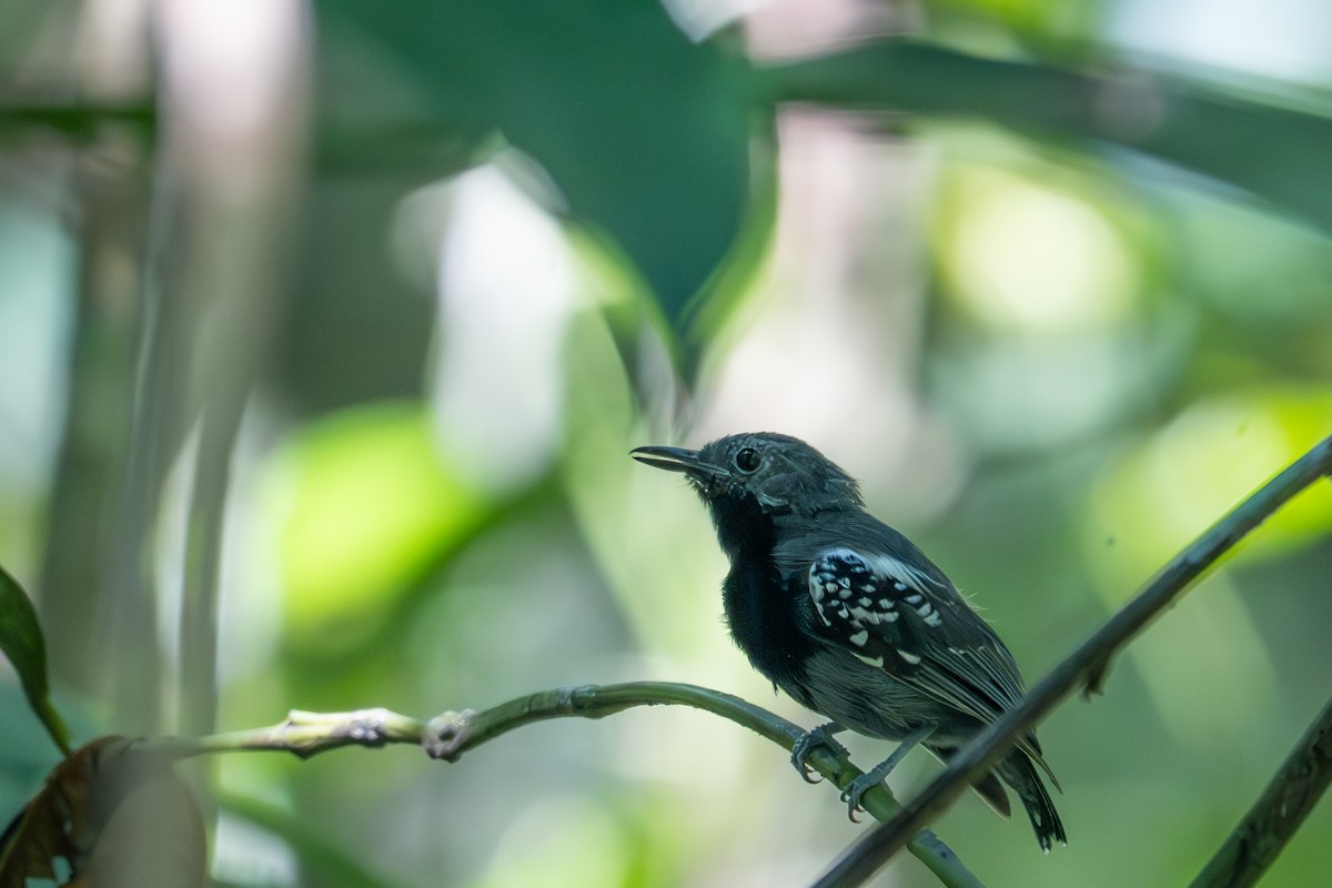 Long-winged Antwren - ML643502331