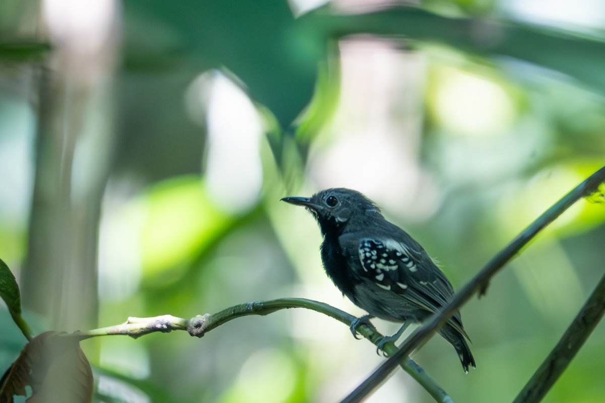 Long-winged Antwren - ML643502332