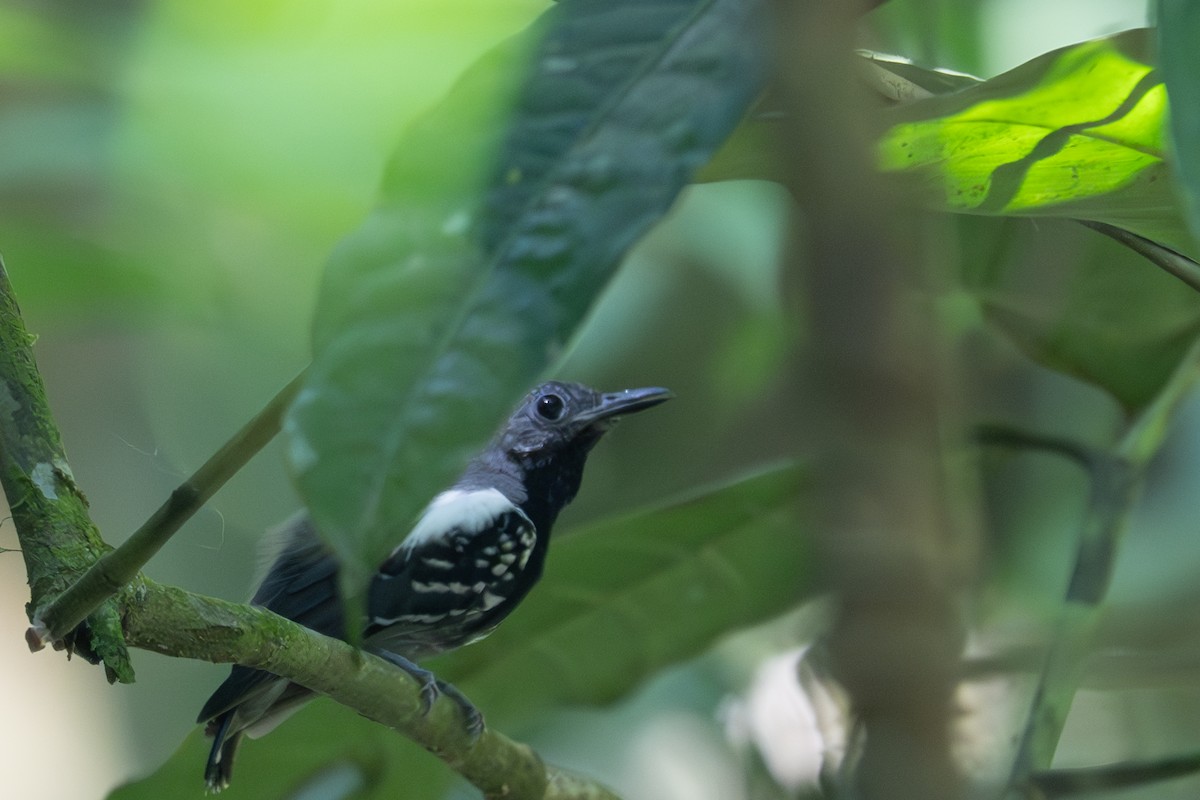 Long-winged Antwren - ML643502333