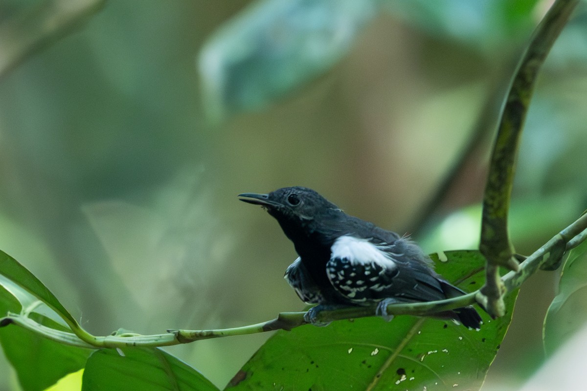 Long-winged Antwren - ML643502336