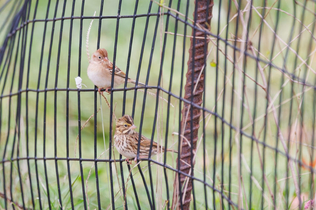Field Sparrow - ML643502343