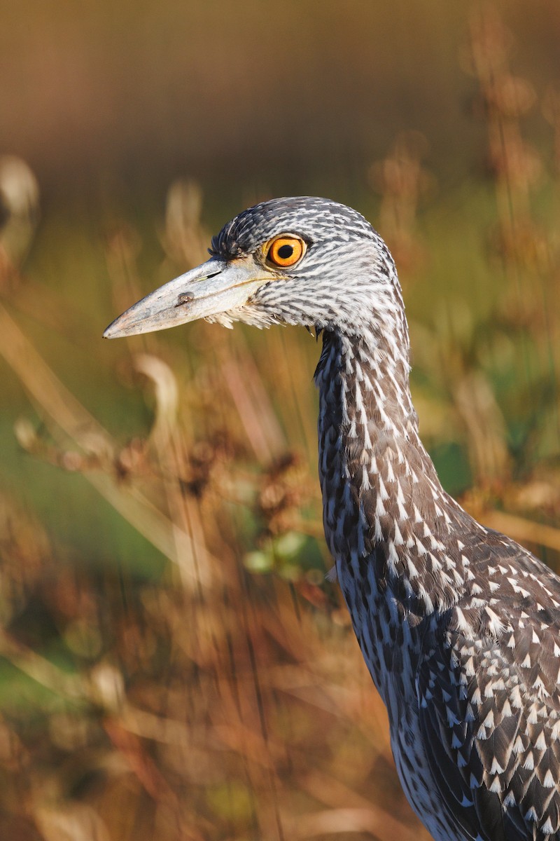 kvakoš žlutočelý - ML643502352