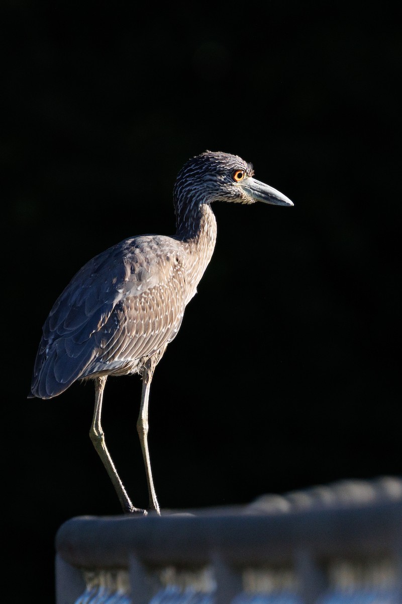 kvakoš žlutočelý - ML643502360