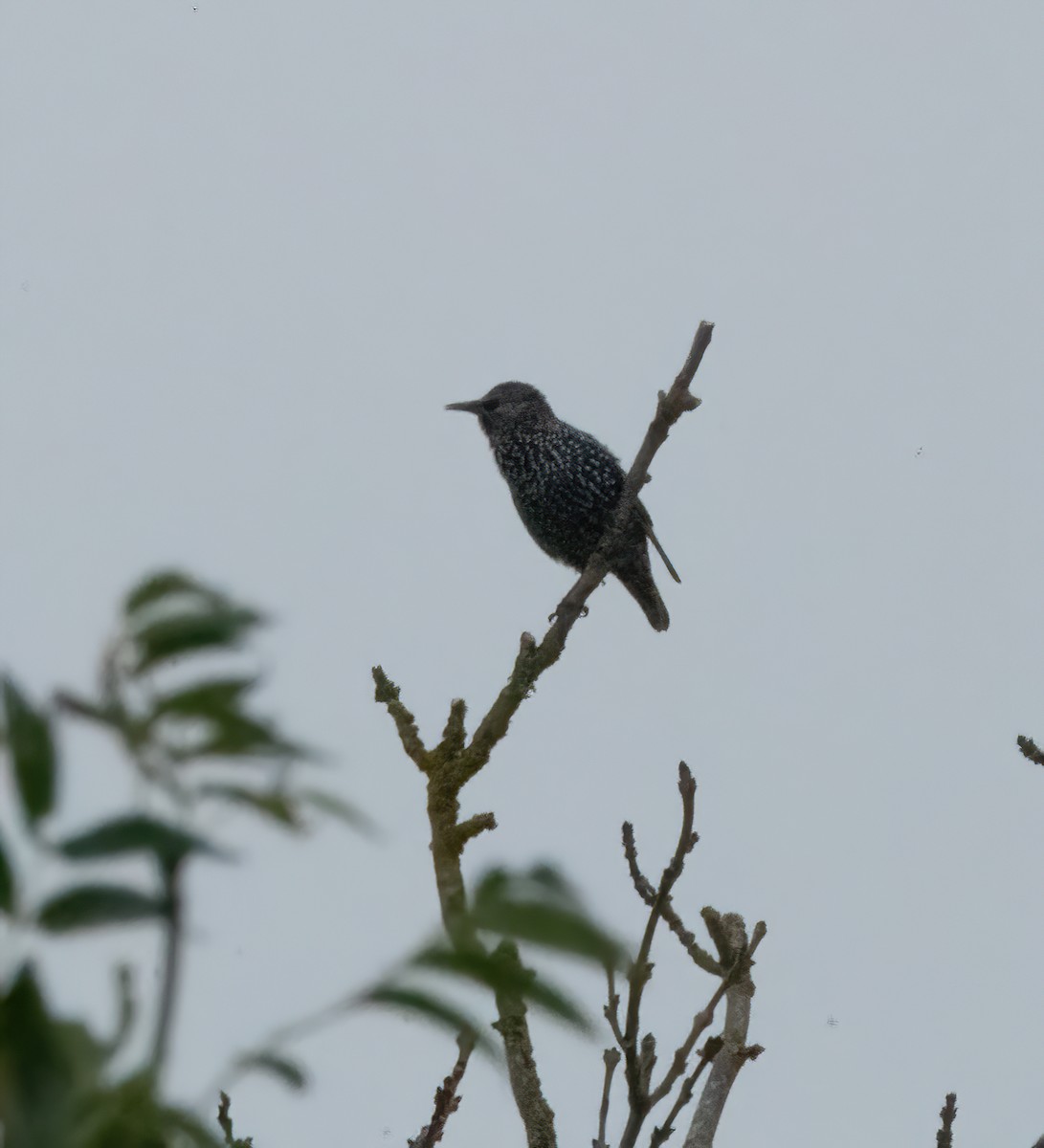 European Starling - ML643502363