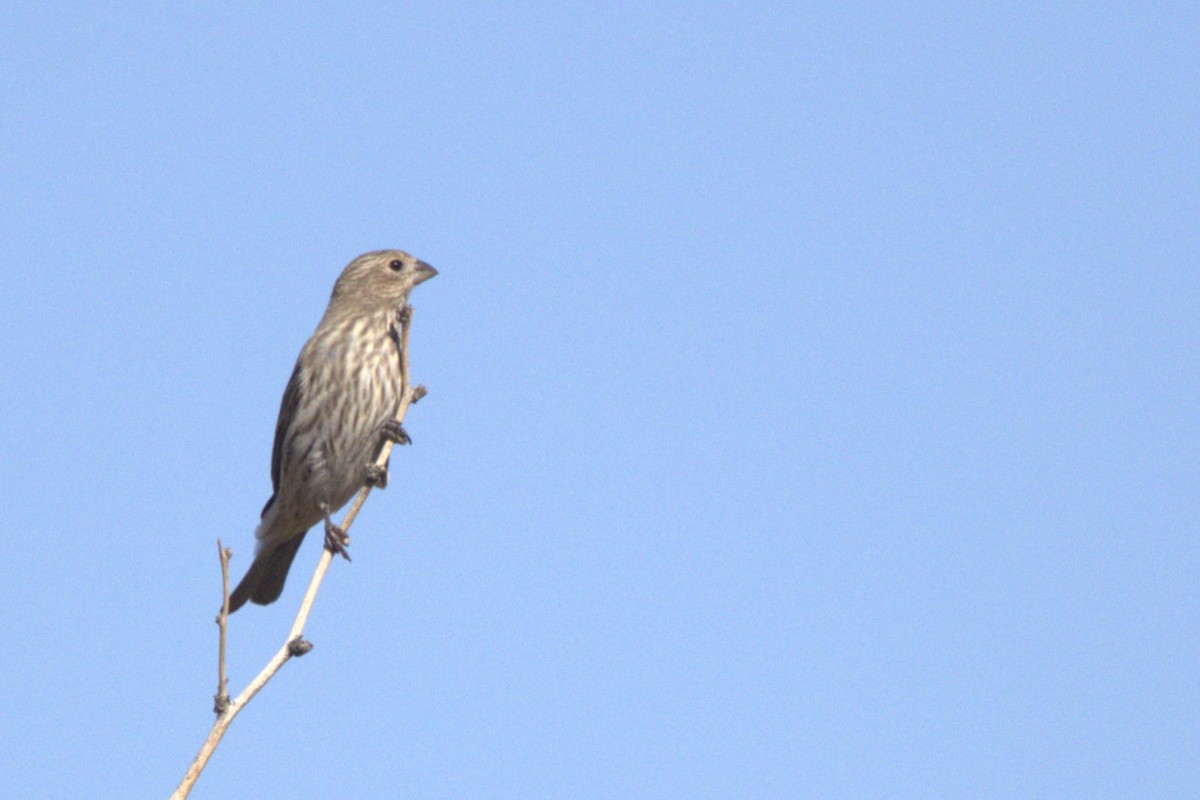 House Finch - ML643502376
