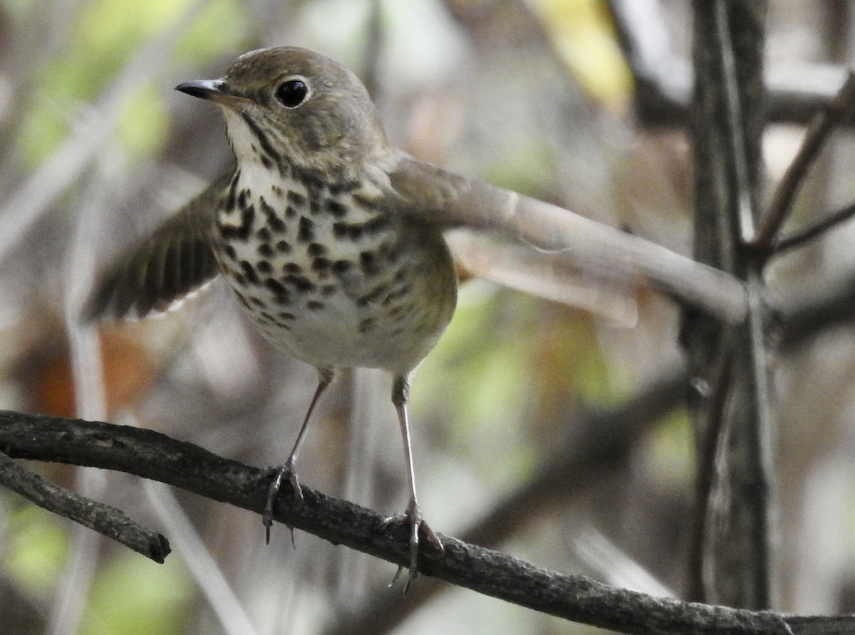 Hermit Thrush - ML643502378