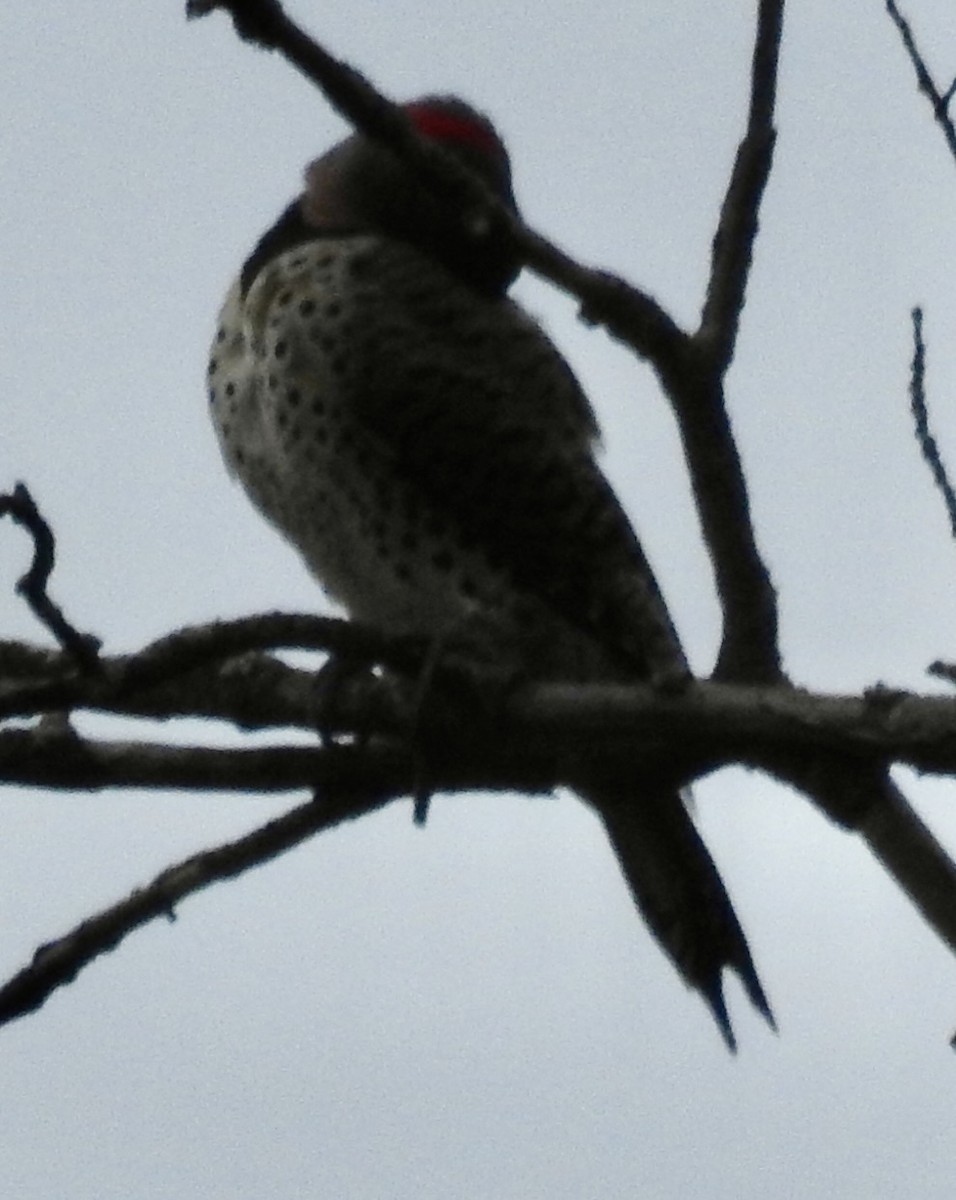 Northern Flicker - ML643502393