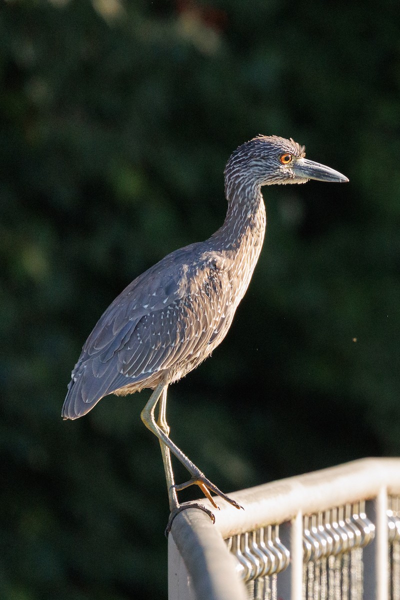 kvakoš žlutočelý - ML643502414