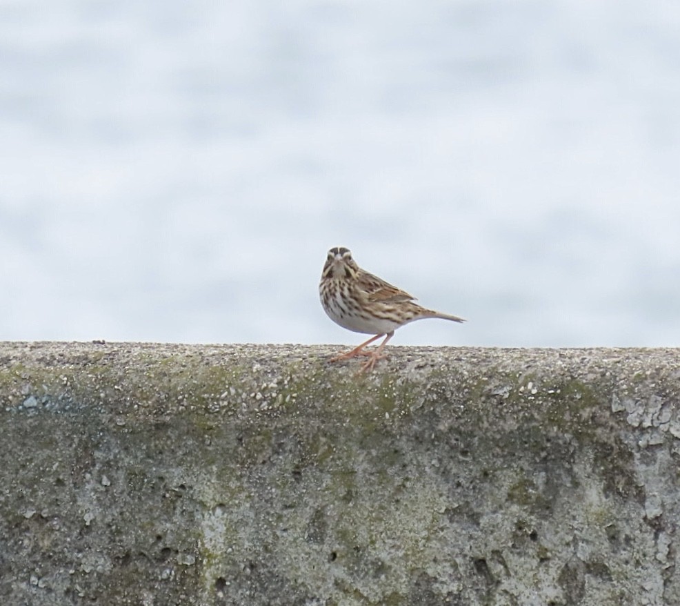 Savannah Sparrow (Savannah) - ML643502420