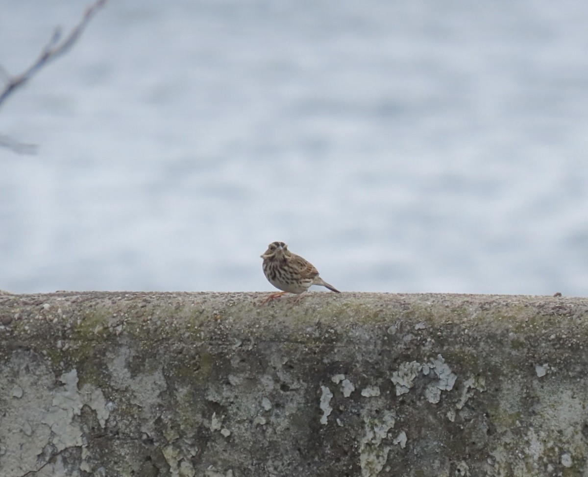 Savannah Sparrow (Savannah) - ML643502421