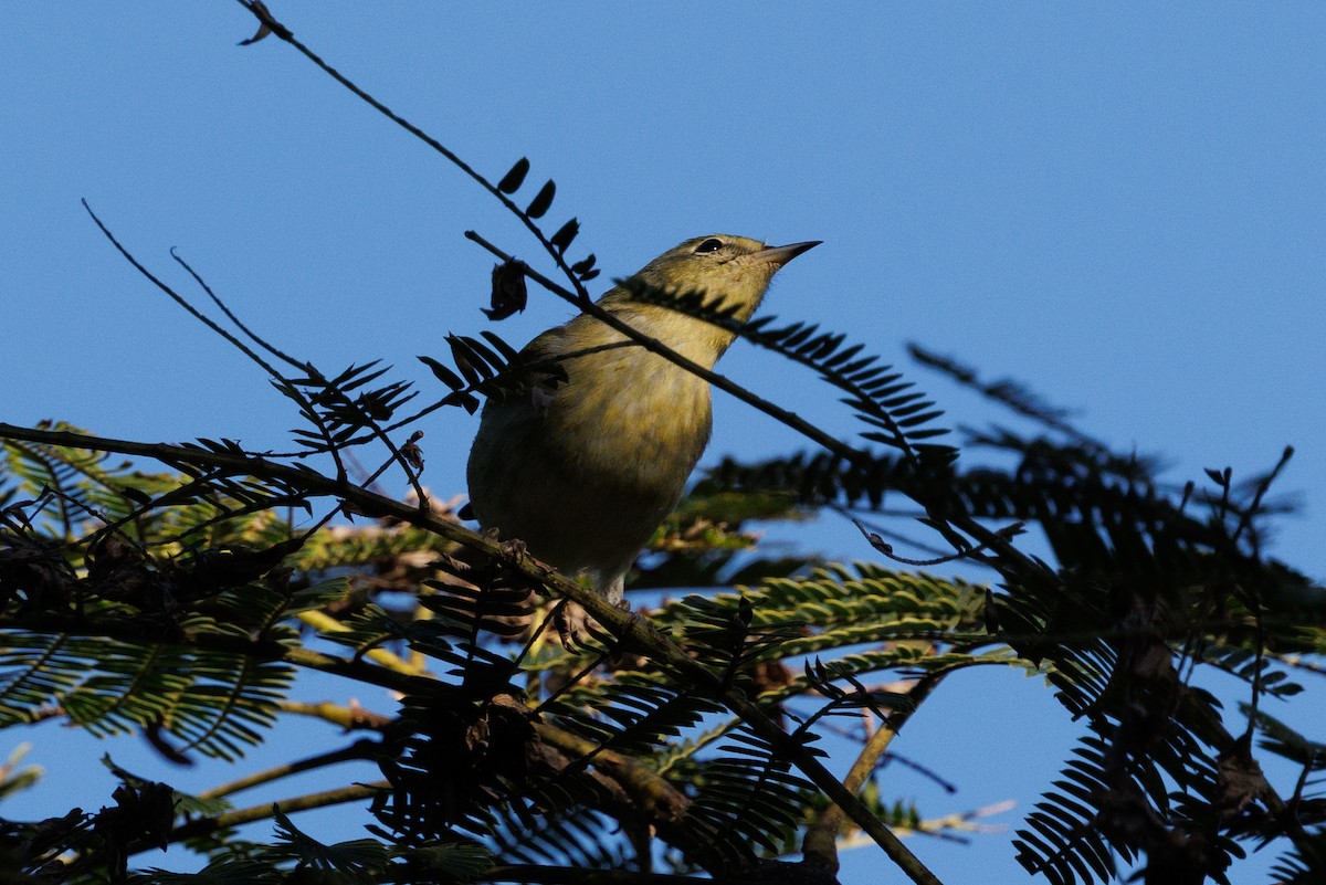 lesňáček hvězdičkový - ML643502423