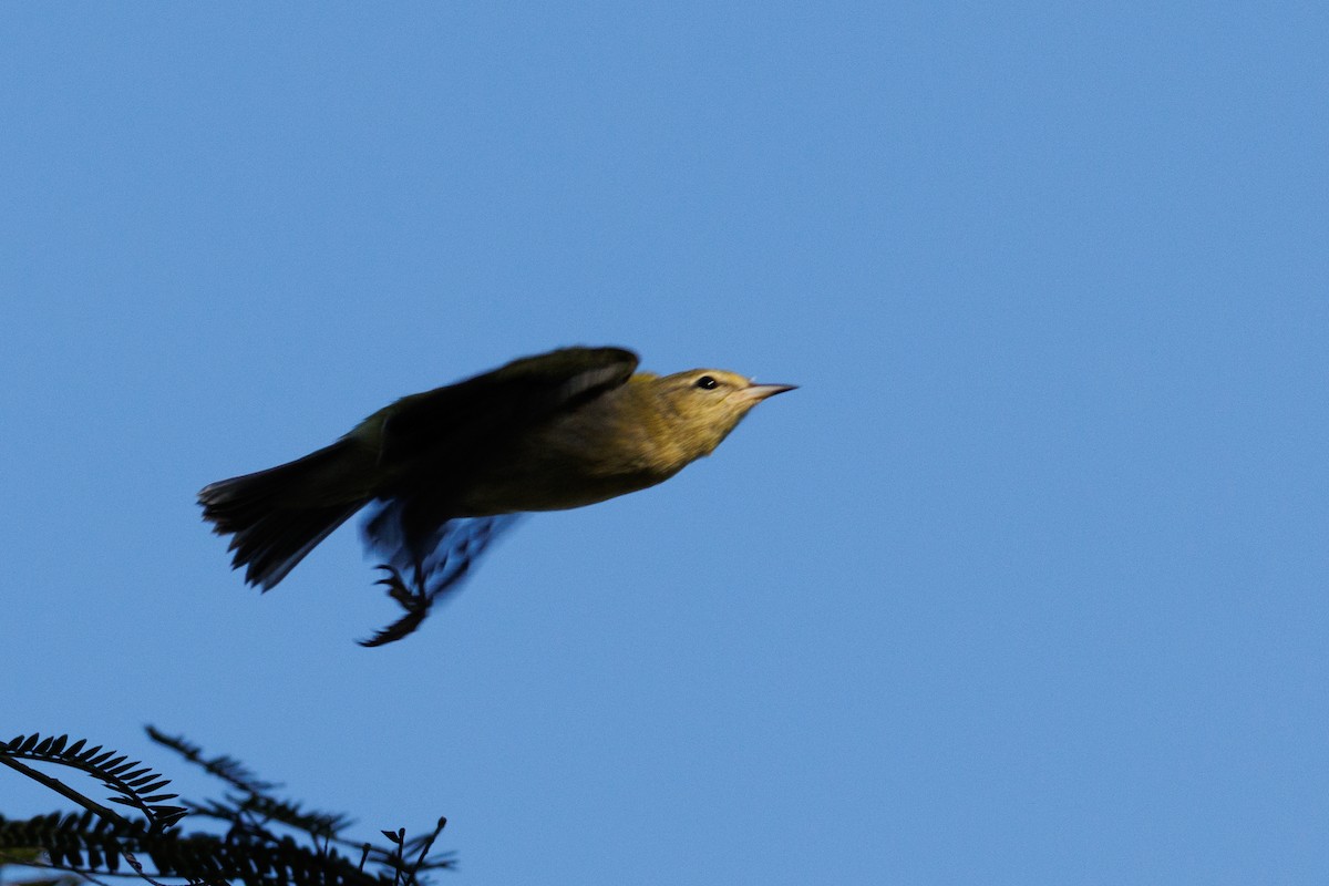 lesňáček hvězdičkový - ML643502427