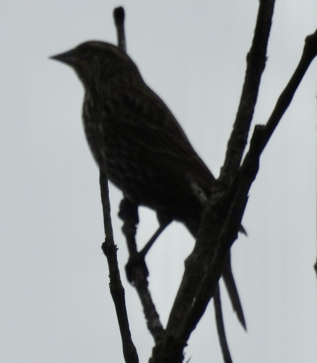 Red-winged Blackbird - ML643502454