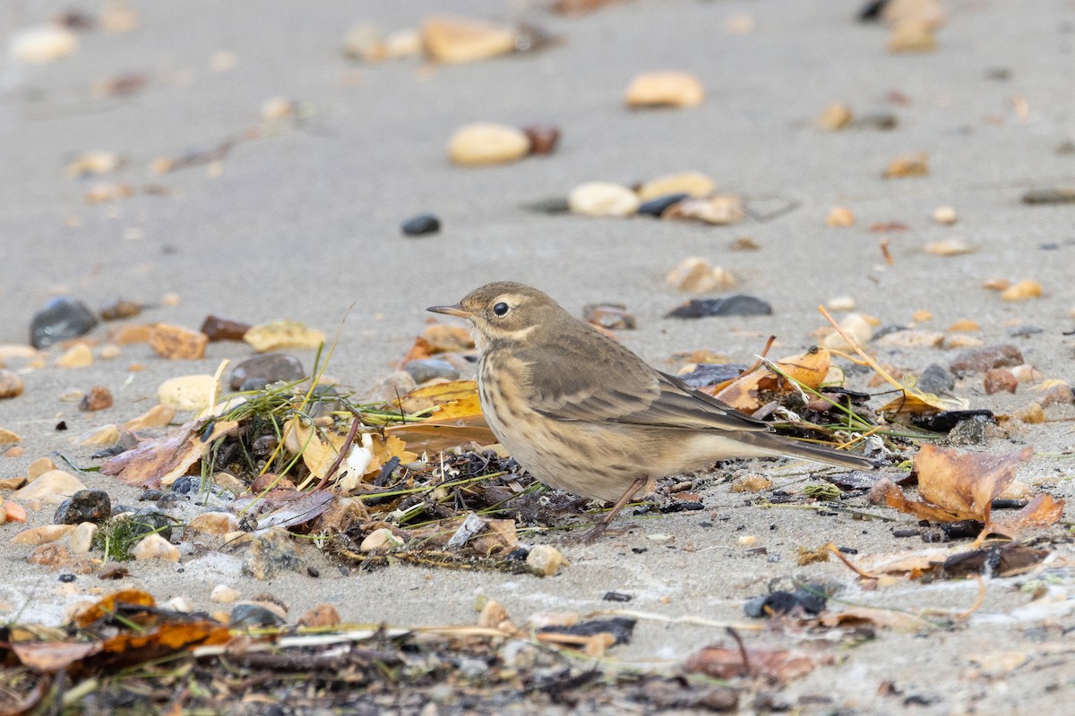 American Pipit - ML643502481