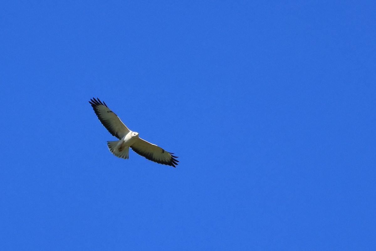 Common Buzzard - ML643502483