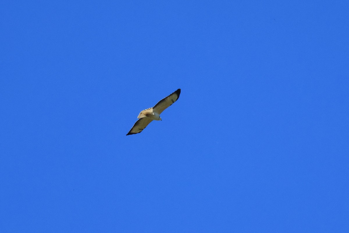 Common Buzzard - ML643502484
