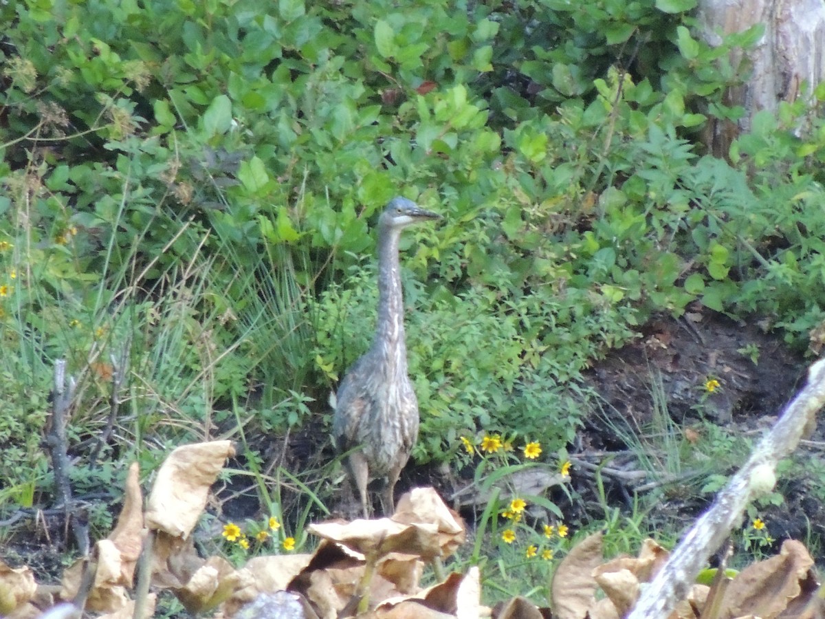 Garza Azulada - ML643502499