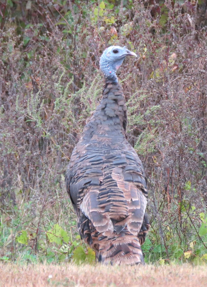Wild Turkey - ML643502503