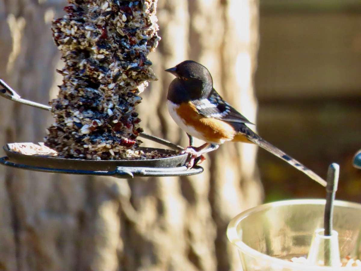 Spotted Towhee - ML643502504