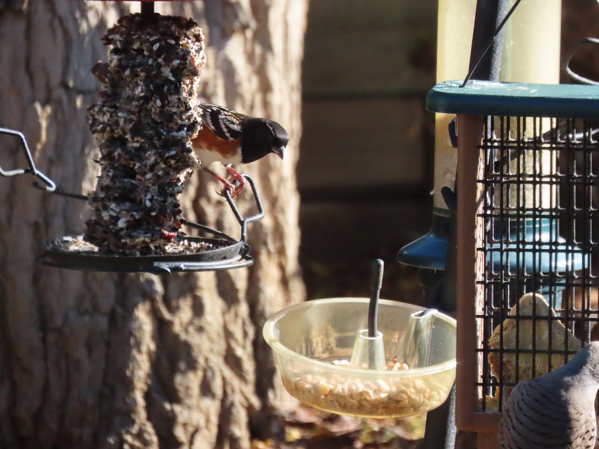 Spotted Towhee - ML643502505