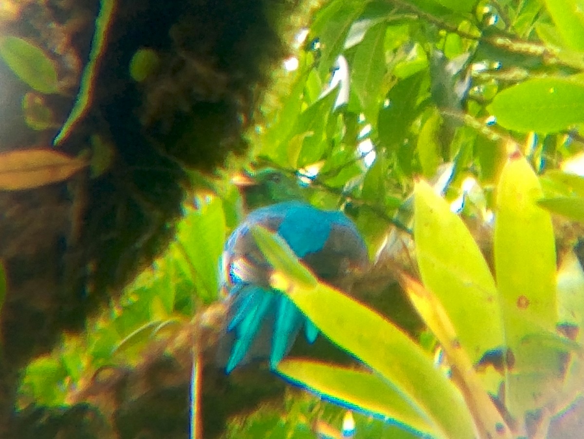 Golden-headed Quetzal - ML643502512
